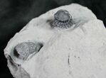 Enrolled Eldredgeops Trilobite With Horn Coral #9199-2